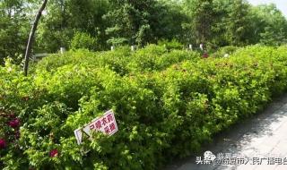 园林植物流胶病的防治方法 园林植物病虫害防治