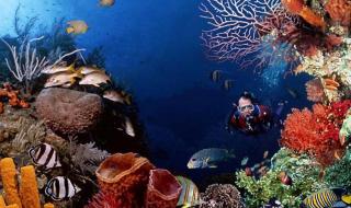 上海海洋水族馆门票是多少,可以玩多久 上海水族馆门票