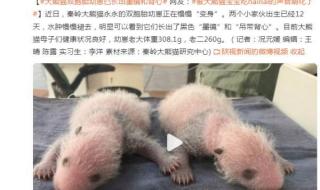 终年38岁大熊猫叫什么名字 已死亡的大熊猫名名单